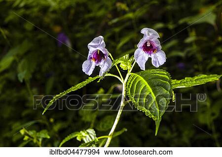 Blooming blossom of Policeman's helmet (Impatiens glandulifera), Chomrong, Kaski District, Nepal, Asia View Large Photo Image Picture - Blooming blossom of Policeman's helmet (Impatiens glandulifera), Chomrong, Kaski District, Nepal, Asia. Fotosearch