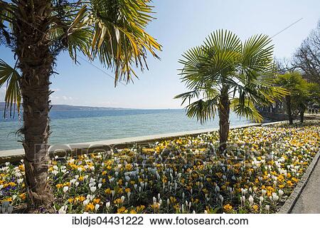Blooming crocuses in flowerbed with palm trees, spring, Mainau Island, Flower Island, Constance, Lake Constance, Baden-Württemberg, Germany, Europe View Large Photo Image Stock Image - Blooming crocuses in flowerbed with palm trees, spring, Mainau Island, Flower Island, Constance, Lake Constance, Baden-Württemberg, Germany, Europe. Fotosearch