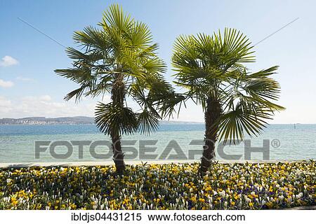 Blooming crocuses in flowerbed with palm trees, spring, Mainau Island, Flower Island, Constance, Lake Constance, Baden-Württemberg, Germany, Europe View Large Photo Image Stock Photography - Blooming crocuses in flowerbed with palm trees, spring, Mainau Island, Flower Island, Constance, Lake Constance, Baden-Württemberg, Germany, Europe. Fotosearch