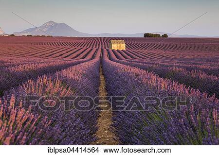 Picture - Blooming lavender (Lavandula angustifolia) with stone cottage, Valensole Plateau, Alpes-de-Haute-Provence, Provence-Alpes-Côte d'Azur, France, Europe. Fotosearch