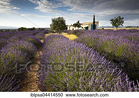 Stock Image - Blooming lavender (Lavandula angustifolia) with cottage, Alpes-de-Haute-Provence, Provence-Alpes-Côte d'Azur, France, Europe. Fotosearch