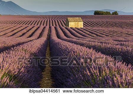 Blooming lavender (Lavandula angustifolia) with stone cottage, Valensole Plateau, Alpes-de-Haute-Provence, Provence-Alpes-Côte d'Azur, France, Europe View Large Photo Image Stock Image - Blooming lavender (Lavandula angustifolia) with stone cottage, Valensole Plateau, Alpes-de-Haute-Provence, Provence-Alpes-Côte d'Azur, France, Europe. Fotosearch