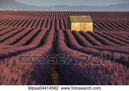 Blooming lavender (Lavandula angustifolia) with stone cottage, Valensole Plateau, Alpes-de-Haute-Provence, Provence-Alpes-Côte d'Azur, France, Europe View Large Photo Image Stock Image - Blooming lavender (Lavandula angustifolia) with stone cottage, Valensole Plateau, Alpes-de-Haute-Provence, Provence-Alpes-Côte d'Azur, France, Europe. Fotosearch