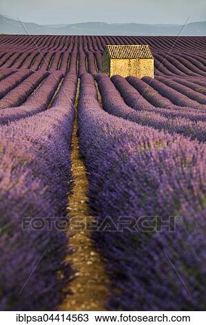Blooming lavender (Lavandula angustifolia) with stone cottage, Valensole Plateau, Alpes-de-Haute-Provence, Provence-Alpes-Côte d'Azur, France, Europe View Large Photo Image Stock Image - Blooming lavender (Lavandula angustifolia) with stone cottage, Valensole Plateau, Alpes-de-Haute-Provence, Provence-Alpes-Côte d'Azur, France, Europe. Fotosearch