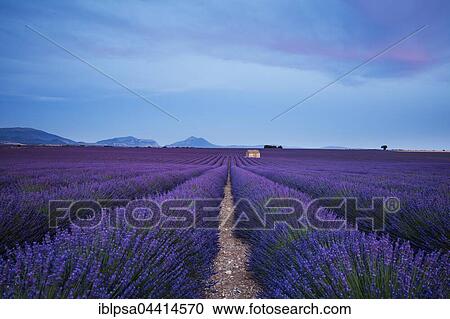 Blooming lavender (Lavandula angustifolia) with stone cottage, Valensole Plateau, Alpes-de-Haute-Provence, Provence-Alpes-Côte d'Azur, France, Europe View Large Photo Image Stock Image - Blooming lavender (Lavandula angustifolia) with stone cottage, Valensole Plateau, Alpes-de-Haute-Provence, Provence-Alpes-Côte d'Azur, France, Europe. Fotosearch