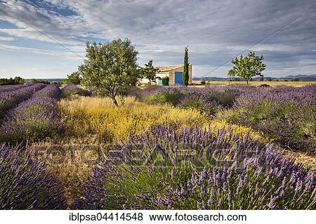 Blooming lavender (Lavandula angustifolia) with cottage, Alpes-de-Haute-Provence, Provence-Alpes-Côte d'Azur, France, Europe View Large Photo Image Stock Photo - Blooming lavender (Lavandula angustifolia) with cottage, Alpes-de-Haute-Provence, Provence-Alpes-Côte d'Azur, France, Europe. Fotosearch