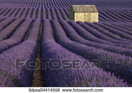 Blooming lavender (Lavandula angustifolia) with stone cottage, Valensole Plateau, Alpes-de-Haute-Provence, Provence-Alpes-Côte d'Azur, France, Europe View Large Photo Image Stock Photo - Blooming lavender (Lavandula angustifolia) with stone cottage, Valensole Plateau, Alpes-de-Haute-Provence, Provence-Alpes-Côte d'Azur, France, Europe. Fotosearch