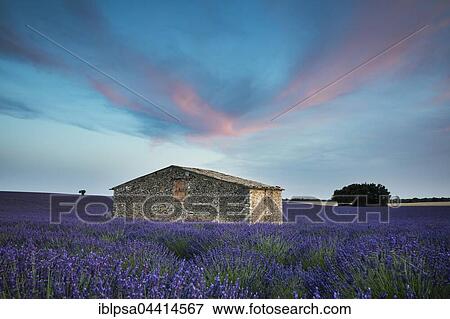 Blooming lavender (Lavandula angustifolia) with stone cottage, Valensole Plateau, Alpes-de-Haute-Provence, Provence-Alpes-Côte d'Azur, France, Europe View Large Photo Image Stock Photo - Blooming lavender (Lavandula angustifolia) with stone cottage, Valensole Plateau, Alpes-de-Haute-Provence, Provence-Alpes-Côte d'Azur, France, Europe. Fotosearch