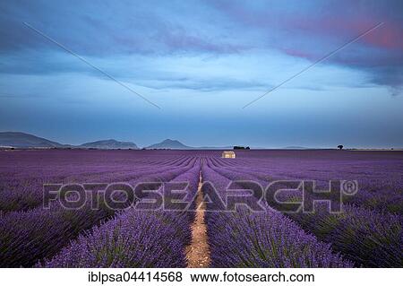 Blooming lavender (Lavandula angustifolia) with stone cottage, Valensole Plateau, Alpes-de-Haute-Provence, Provence-Alpes-Côte d'Azur, France, Europe View Large Photo Image Stock Photo - Blooming lavender (Lavandula angustifolia) with stone cottage, Valensole Plateau, Alpes-de-Haute-Provence, Provence-Alpes-Côte d'Azur, France, Europe. Fotosearch