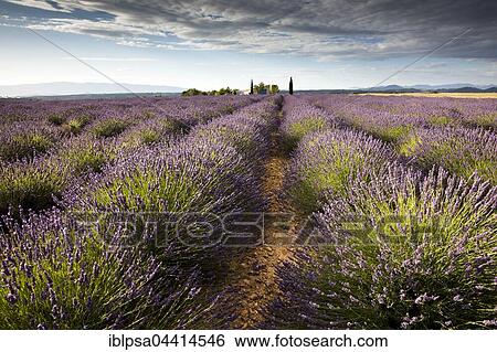 Blooming lavender (Lavandula angustifolia) with cottage, Alpes-de-Haute-Provence, Provence-Alpes-Côte d'Azur, France, Europe View Large Photo Image Stock Photograph - Blooming lavender (Lavandula angustifolia) with cottage, Alpes-de-Haute-Provence, Provence-Alpes-Côte d'Azur, France, Europe. Fotosearch