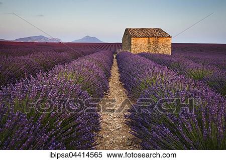 Blooming lavender (Lavandula angustifolia) with stone cottage, Valensole Plateau, Alpes-de-Haute-Provence, Provence-Alpes-Côte d'Azur, France, Europe View Large Photo Image Stock Photography - Blooming lavender (Lavandula angustifolia) with stone cottage, Valensole Plateau, Alpes-de-Haute-Provence, Provence-Alpes-Côte d'Azur, France, Europe. Fotosearch