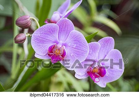 Blooming orchid in botanical garden, (Orchidaceae), Kandy, Orchid, Sri Lanka, Asia View Large Photo Image Stock Photograph - Blooming orchid in botanical garden, (Orchidaceae), Kandy, Orchid, Sri Lanka, Asia. Fotosearch