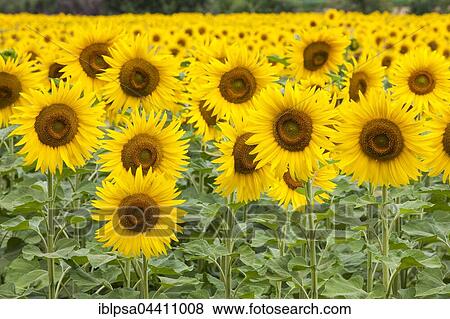 Blooming sunflower field (Helianthus), Valensole Plateau, Provence-Alpes-Côte d'Azur, France, Europe View Large Photo Image Stock Photo - Blooming sunflower field (Helianthus), Valensole Plateau, Provence-Alpes-Côte d'Azur, France, Europe. Fotosearch