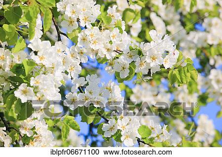 Blossoming pear tree in spring, Switzerland, Europe View Large Photo Image Stock Image - Blossoming pear tree in spring, Switzerland, Europe. Fotosearch