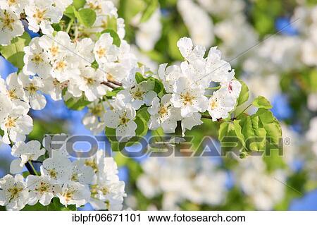 Blossoming pear tree in spring, Switzerland, Europe View Large Photo Image Stock Image - Blossoming pear tree in spring, Switzerland, Europe. Fotosearch