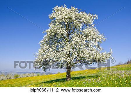 Blossoming pear tree in spring, Switzerland, Europe View Large Photo Image Stock Image - Blossoming pear tree in spring, Switzerland, Europe. Fotosearch