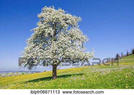 Blossoming pear tree in spring, Switzerland, Europe View Large Photo Image Stock Image - Blossoming pear tree in spring, Switzerland, Europe. Fotosearch
