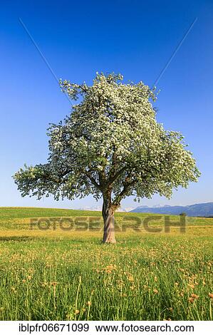 Blossoming pear tree in spring, Switzerland, Europe View Large Photo Image Stock Photo - Blossoming pear tree in spring, Switzerland, Europe. Fotosearch