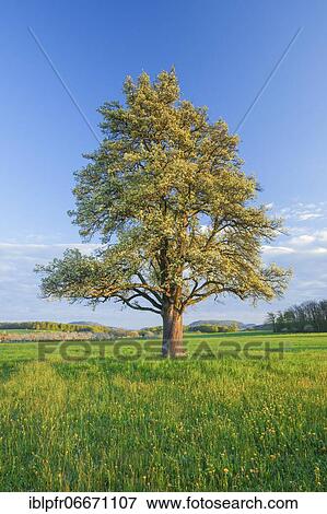 Stock Photo - Blossoming pear tree in spring, Switzerland, Europe. Fotosearch