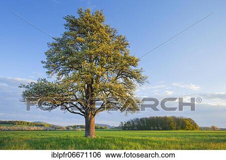 Stock Photograph - Blossoming pear tree in spring, Switzerland, Europe. Fotosearch