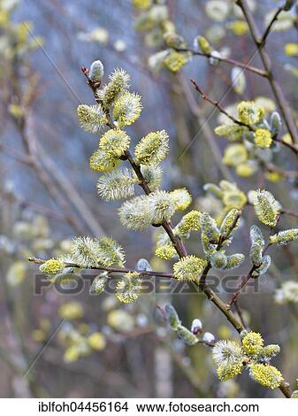 Blossoming pussy willow (Salix), North Rhine-Westphalia, Germany, Europe View Large Photo Image Picture - Blossoming pussy willow (Salix), North Rhine-Westphalia, Germany, Europe. Fotosearch