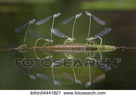 Stock Photo - Blue featherleg, damselfly (Platycnemis pennipes), laying egss in water, Middle Elbe Biosphere Reserve, Saxony-Anhalt, Germany, Europe. Fotosearch