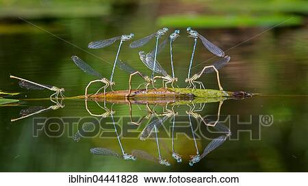 Stock Photo - Blue featherleg, damselfly (Platycnemis pennipes), laying egss in water, Middle Elbe Biosphere Reserve, Saxony-Anhalt, Germany, Europe. Fotosearch