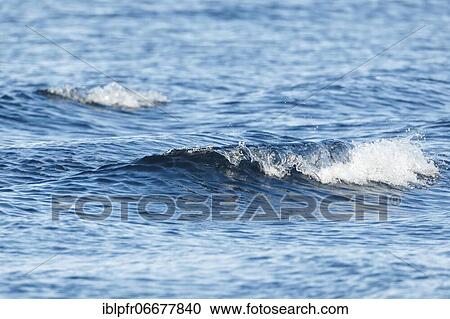 Blue sea with light swell View Large Photo Image Stock Image - Blue sea with light swell. Fotosearch