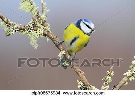 Blue tit (Cyanistes caeruleus), Scotland, Great Britain View Large Photo Image Picture - Blue tit (Cyanistes caeruleus), Scotland, Great Britain. Fotosearch