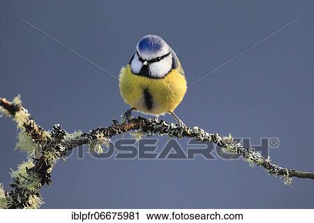 Blue tit (Cyanistes caeruleus), Scotland, Great Britain View Large Photo Image Stock Image - Blue tit (Cyanistes caeruleus), Scotland, Great Britain. Fotosearch