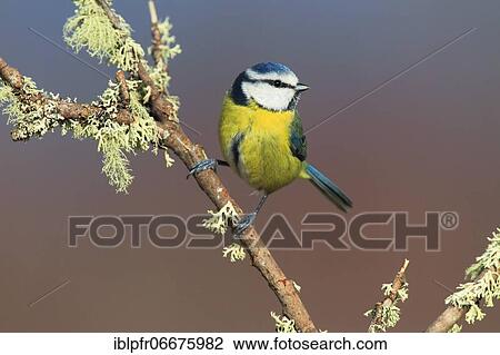 Blue tit (Cyanistes caeruleus), Scotland, Great Britain View Large Photo Image Stock Image - Blue tit (Cyanistes caeruleus), Scotland, Great Britain. Fotosearch