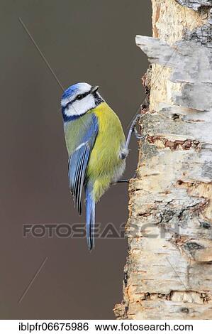 Blue tit (Cyanistes caeruleus), Scotland, Great Britain View Large Photo Image Stock Photograph - Blue tit (Cyanistes caeruleus), Scotland, Great Britain. Fotosearch