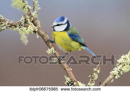 Blue tit (Cyanistes caeruleus), Scotland, Great Britain View Large Photo Image Stock Photography - Blue tit (Cyanistes caeruleus), Scotland, Great Britain. Fotosearch