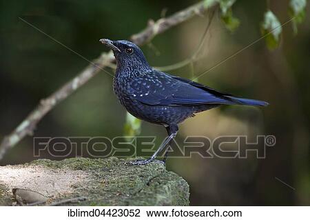 Blue whistling thrush (Myophonus caeruleus) standing on stone, Mae Wong National Park, Kamphaeng Phet Historical Park, Thailand, Asia View Large Photo Image Stock Image - Blue whistling thrush (Myophonus caeruleus) standing on stone, Mae Wong National Park, Kamphaeng Phet Historical Park, Thailand, Asia. Fotosearch