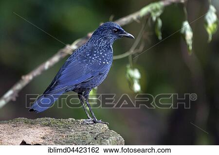 Blue whistling thrush (Myophonus caeruleus) standing on stone, Mae Wong National Park, Kamphaeng Phet Historical Park, Thailand, Asia View Large Photo Image Stock Image - Blue whistling thrush (Myophonus caeruleus) standing on stone, Mae Wong National Park, Kamphaeng Phet Historical Park, Thailand, Asia. Fotosearch