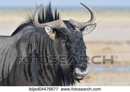 Blue wildebeest (Connochaetes taurinus), adult male, portrait, Etosha National Park, Namibia, Africa View Large Photo Image Stock Photo - Blue wildebeest (Connochaetes taurinus), adult male, portrait, Etosha National Park, Namibia, Africa. Fotosearch