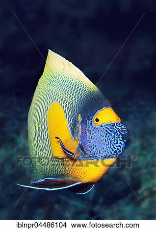 Blueface Angelfish (Pomacanthus xanthometopon), Indian Ocean, Maldives, Asia View Large Photo Image Picture - Blueface Angelfish (Pomacanthus xanthometopon), Indian Ocean, Maldives, Asia. Fotosearch