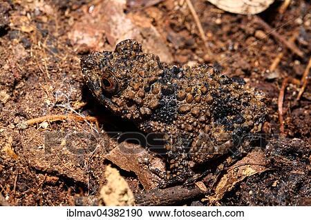 Boettger's grainy frog (Gephyromantis horridus) sitting camouflaged on the ground, Amber Mountain National Park, Diana, Madagascar, Africa View Large Photo Image Stock Image - Boettger's grainy frog (Gephyromantis horridus) sitting camouflaged on the ground, Amber Mountain National Park, Diana, Madagascar, Africa. Fotosearch