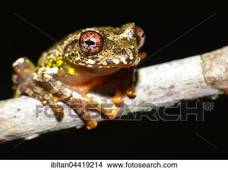Boophis guibei (Boophis gubei), frog, National Park Andasibe, Eastern Highlands Madagascar View Large Photo Image Picture - Boophis guibei (Boophis gubei), frog, National Park Andasibe, Eastern Highlands Madagascar. Fotosearch