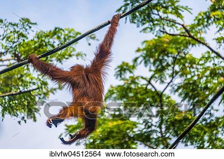 Bornean orangutan (Pongo pygmaeus), branchiation, climbing on a rope, captive, Singapore Zoo, Singapore, Asia View Large Photo Image Picture - Bornean orangutan (Pongo pygmaeus), branchiation, climbing on a rope, captive, Singapore Zoo, Singapore, Asia. Fotosearch