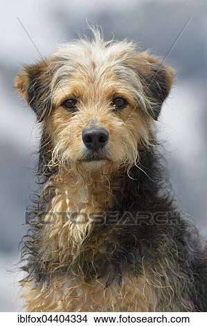 Picture - Bosnian Coarse-haired Hound or Barak dog (canis lupus familiaris), Mongrel, portrait, Tyrol, Austria, Europe. Fotosearch