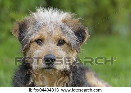 Bosnian Coarse-haired Hound or Barak dog (canis lupus familiaris), Mongrel, portrait, Tyrol, Austria, Europe View Large Photo Image Stock Image - Bosnian Coarse-haired Hound or Barak dog (canis lupus familiaris), Mongrel, portrait, Tyrol, Austria, Europe. Fotosearch