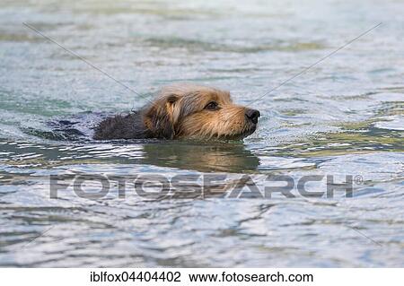 Bosnian Coarse-haired Hound or Barak dog (canis lupus familiaris) is swimming in a river, mixed-breed, Tyrol, Austria, Europe View Large Photo Image Stock Image - Bosnian Coarse-haired Hound or Barak dog (canis lupus familiaris) is swimming in a river, mixed-breed, Tyrol, Austria, Europe. Fotosearch