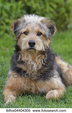 Bosnian Coarse-haired Hound or Barak dog (canis lupus familiaris), Mongrel, portrait, Tyrol, Austria, Europe View Large Photo Image Stock Photography - Bosnian Coarse-haired Hound or Barak dog (canis lupus familiaris), Mongrel, portrait, Tyrol, Austria, Europe. Fotosearch