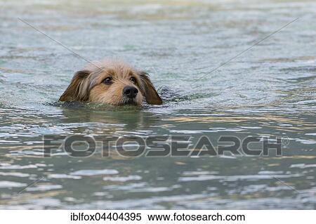 Bosnian Coarse-haired Hound or Barak dog (canis lupus familiaris) is swimming in a river, mixed-breed, Tyrol, Austria, Europe View Large Photo Image Stock Photography - Bosnian Coarse-haired Hound or Barak dog (canis lupus familiaris) is swimming in a river, mixed-breed, Tyrol, Austria, Europe. Fotosearch