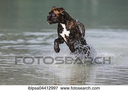 Boxer jumping in water, Austria, Europe View Large Photo Image Stock Photo - Boxer jumping in water, Austria, Europe. Fotosearch