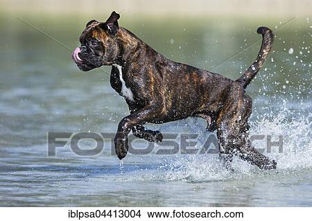 Boxer running in water, Austria, Europe View Large Photo Image Picture - Boxer running in water, Austria, Europe. Fotosearch