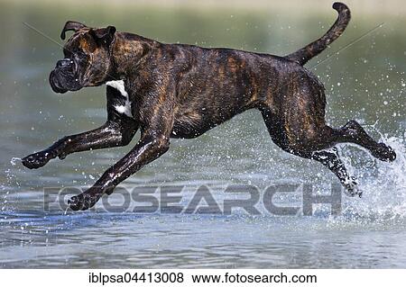 Boxer running in water, Austria, Europe View Large Photo Image Stock Photo - Boxer running in water, Austria, Europe. Fotosearch