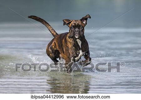 Boxer running in water, Austria, Europe View Large Photo Image Stock Photograph - Boxer running in water, Austria, Europe. Fotosearch