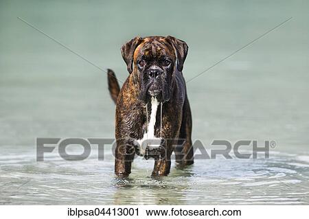 Boxer standing in water, Austria, Europe View Large Photo Image Stock Image - Boxer standing in water, Austria, Europe. Fotosearch